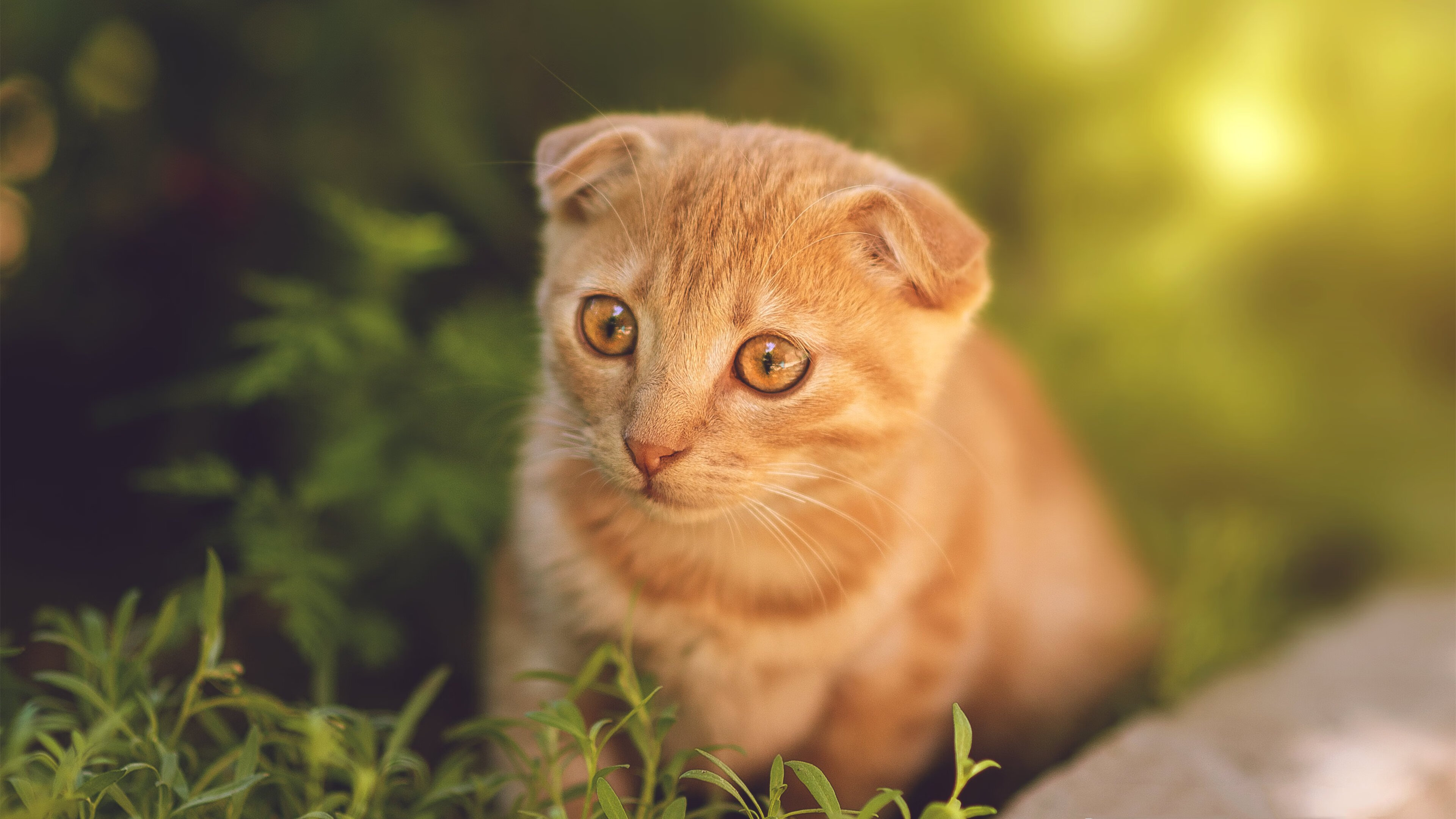 熊猫体育APP-德甲中场多线作战策略，控制比赛节奏，德甲中场休息多长时间