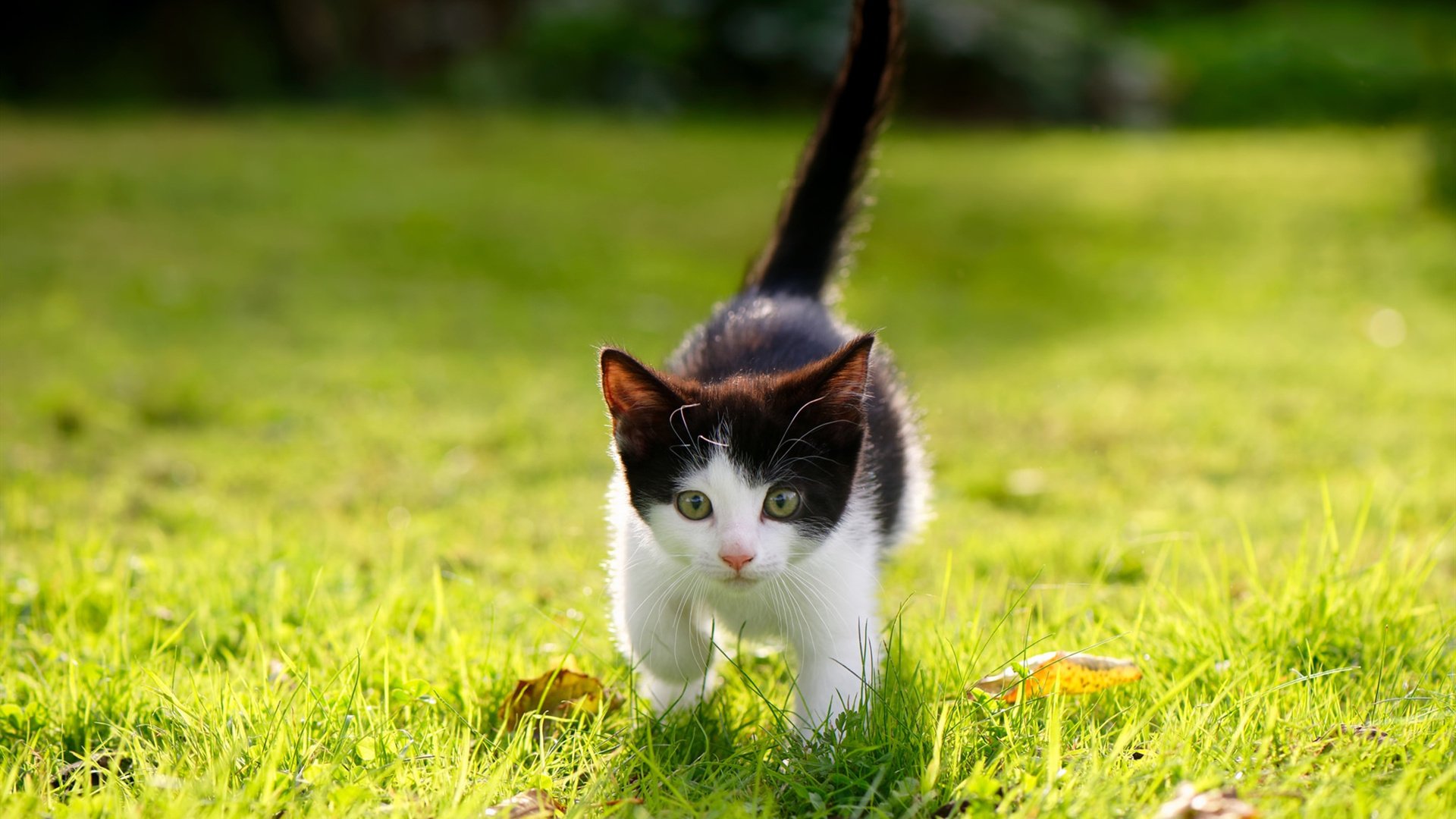 熊猫体育官网-比赛悬念：谁会成为本轮最大黑马？，比赛悬念_谁会成为本轮最大黑马奖