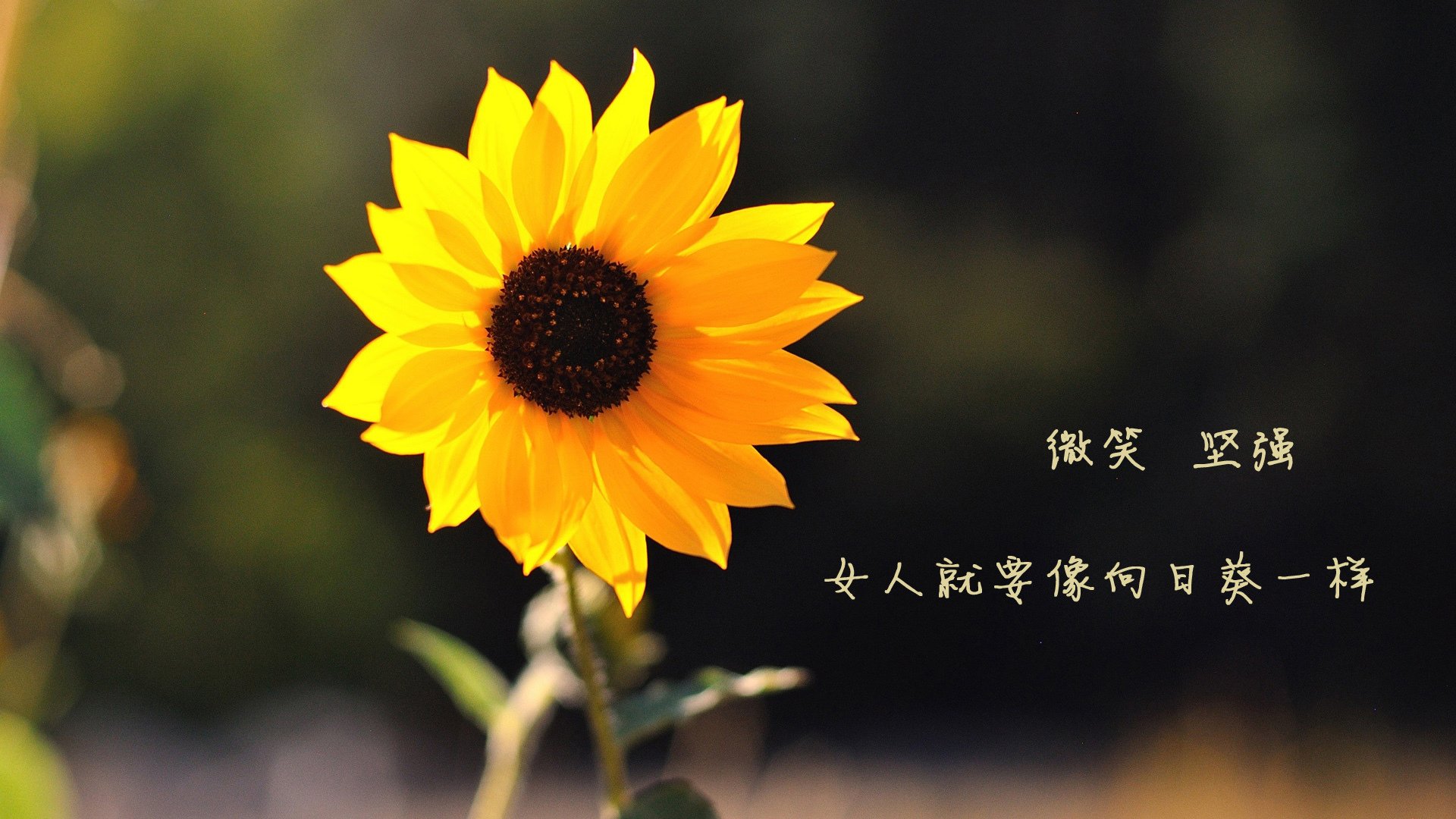 熊猫体育APP-赛场“极限突破”：那些令人叹为观止的个人秀，极限赛道挑战赛