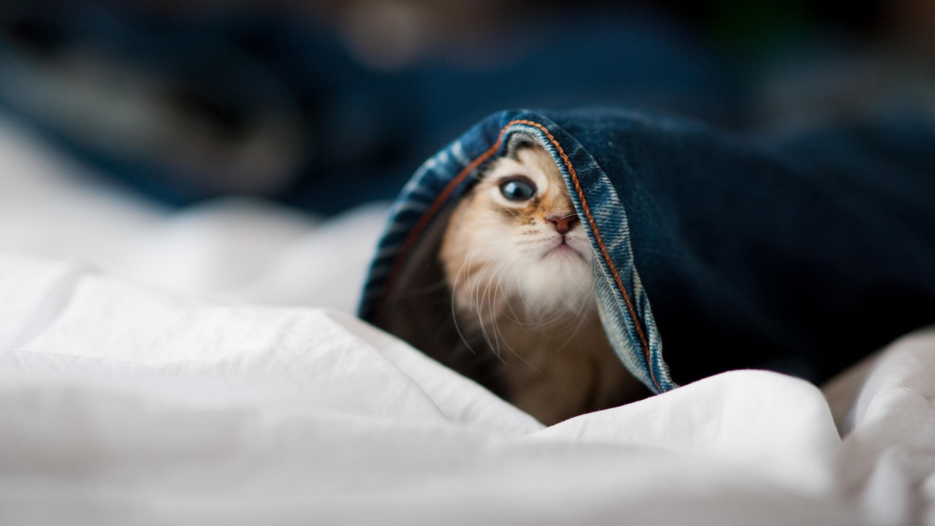 熊猫TV-利物浦中场球员获得最佳球员奖项，实至名归，利物浦中场大将
