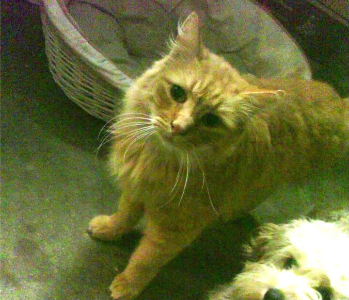 熊猫体育直播-河床球员伤病情况改善，河床历史球星