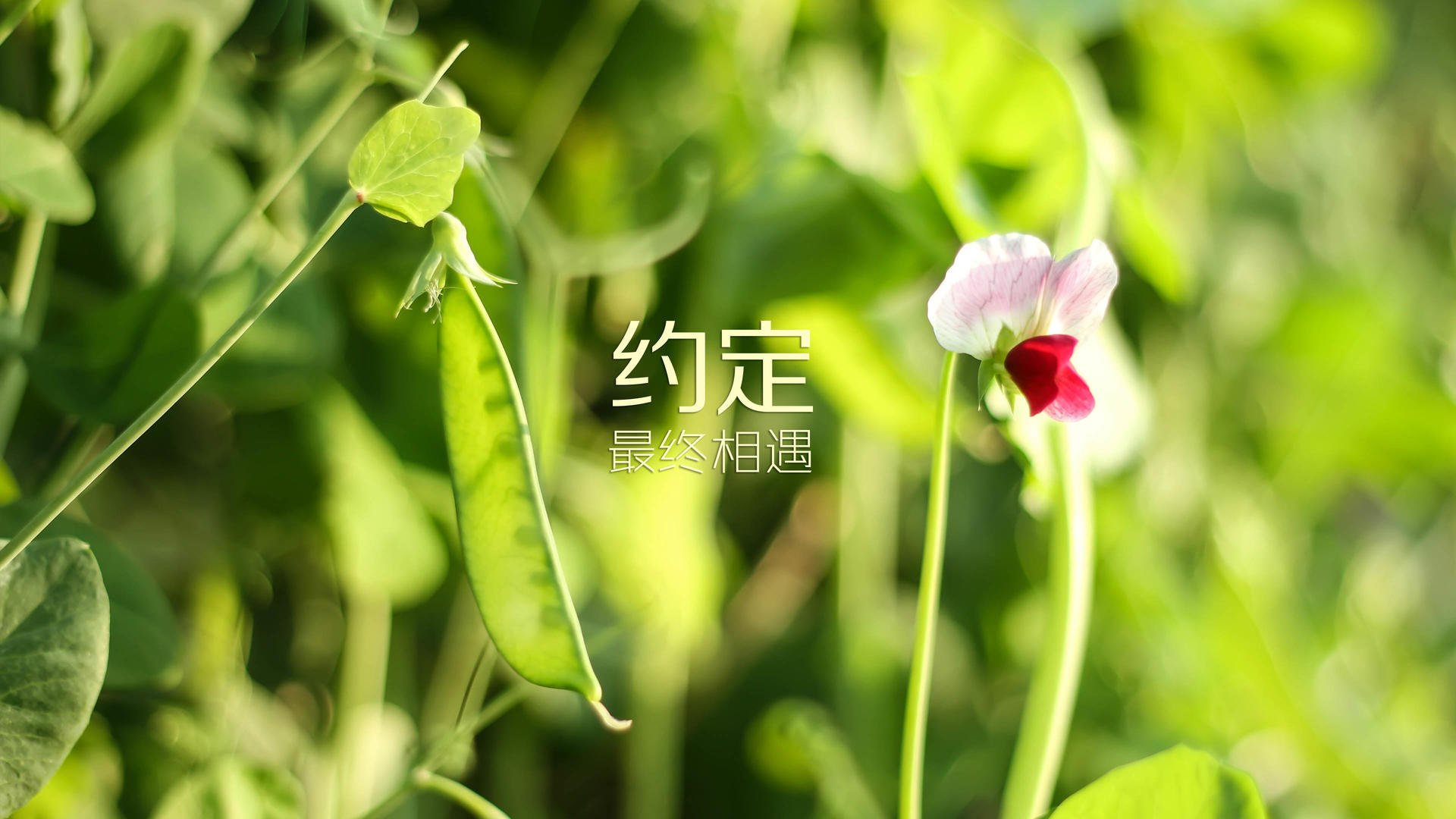 熊猫直播-荷兰女足队果断反击，扭转局势，荷兰女足输给谁了
